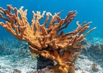 ALERTA EN COZUMEL: Pierde coral cuerno de alce capacidad de reproducirse al mismo tiempo