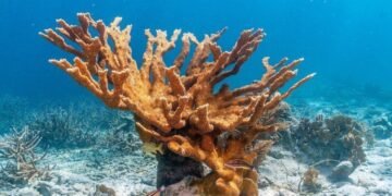 ALERTA EN COZUMEL: Pierde coral cuerno de alce capacidad de reproducirse al mismo tiempo