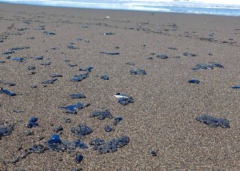 Exigen organizaciones ambientales a Pemex transparentar derrame en el Golfo de México