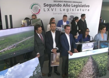 TRAMO 5: Pide Mayuli detener operación del Tren Maya por riesgos estructurales y ambientales (VIDEO)