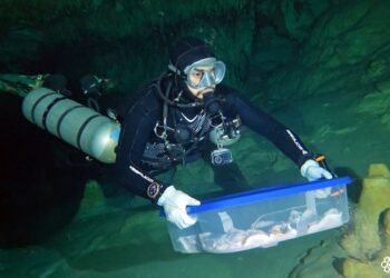 Trasladan a CDMX fósiles humanos hallados en sistema subterráneo Sac Actun