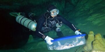 Trasladan a CDMX fósiles humanos hallados en sistema subterráneo Sac Actun