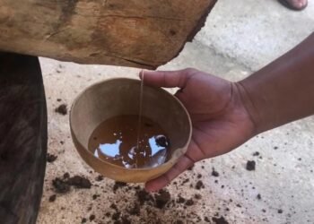Quintana Roo logra protección oficial para la miel de abeja melipona de la Zona Maya