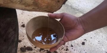 Quintana Roo logra protección oficial para la miel de abeja melipona de la Zona Maya