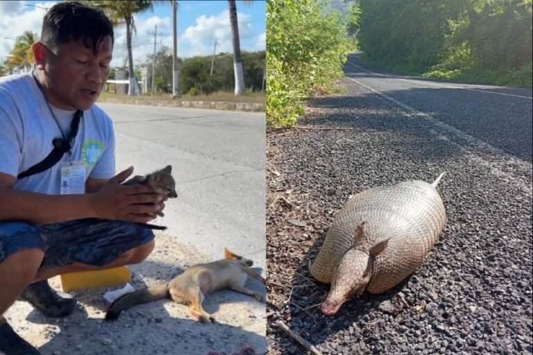 ANIMALES