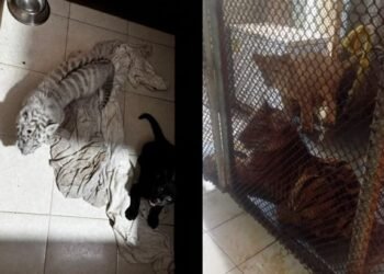 “ANIMALANDIA MAYA”: Rescatan 16 ejemplares de fauna exótica tras cateo en PDC (VIDEO)