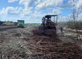 SUBE CALIDAD Y RENDIMIENTO: Avanza zafra en QR con cifras positivas