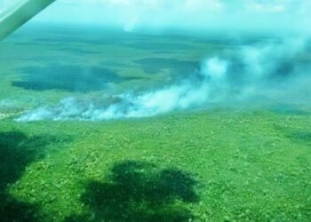 CONAFOR: Incendios han arrasado 570 hectáreas de selva en QR