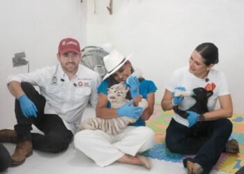 Supervisa Mara estado de felinos rescatados en Animalandia Maya