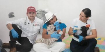 Supervisa Mara estado de felinos rescatados en Animalandia Maya