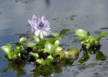 GUERRA DE PLANTAS INVASORAS: Jacinto de agua desplaza a la lechuguilla en sabana de Chetumal