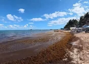 ADVIERTE MARINA: Sargazo, de fenómeno extraordinario a condición permanente en QR