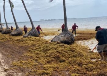 CIFRA RÉCORD: Supera Cancún en 5 meses la mitad del sargazo recolectado en todo 2025