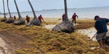 CIFRA RÉCORD: Supera Cancún en 5 meses la mitad del sargazo recolectado en todo 2025