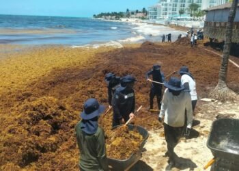 Recale masivo de sargazo en costas de Playa del Carmen