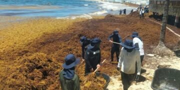 Recale masivo de sargazo en costas de Playa del Carmen