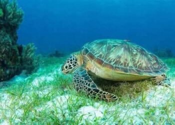 Inicia temporada de anidación de tortugas en QR con primer nido en Cozumel