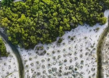 MANGLAR NICHUPTÉ: Niega activista participación del Ayuntamiento de BJ en restauración