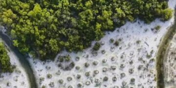 MANGLAR NICHUPTÉ: Niega activista participación del Ayuntamiento de BJ en restauración