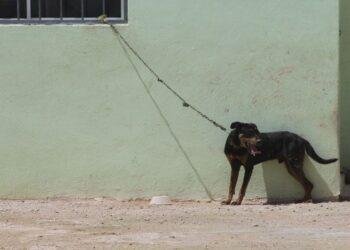 MALTRATO ANIMAL: Concentran Cancún, Playa del Carmen y Chetumal la mayoría de denuncias