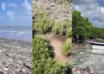 CRISIS AMBIENTAL: Denuncia Selvame descargas contaminantes en manglares del norte de Cozumel