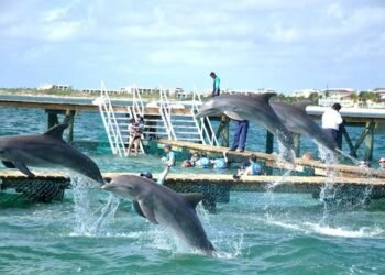 Asegura The Dolphin Company que reformas no afectan bienestar animal
