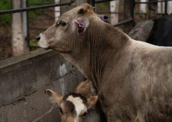 gusano barrenador, miasis humana, CDMX Tlalpan, salud pública, prevención zoonosis