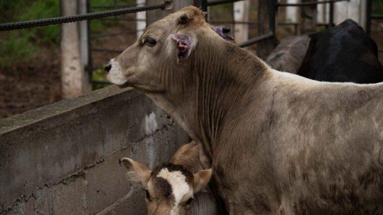 gusano barrenador, miasis humana, CDMX Tlalpan, salud pública, prevención zoonosis