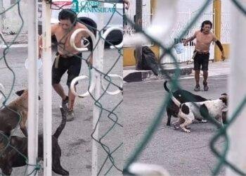 MALTRATO ANIMAL: Denuncian ataque de perros en R-103; exigen castigo al dueño (VIDEO) 3 MALTRATO ANIMAL: Denuncian ataque de perros en R-103; exigen castigo al dueño (VIDEO)