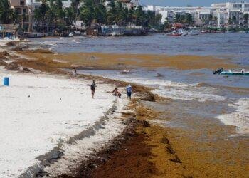 SARGAZO MASIVO: Resiente Playa del Carmen nueva oleada en sus playas