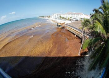 CRISIS DEL SARGAZO: Persiste recale masivo en Playa del Carmen