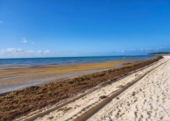Entre el sargazo y los apagones: Playa del Carmen enfrenta una crisis que ya golpea su economía