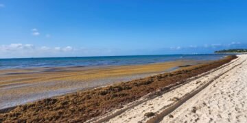 Entre el sargazo y los apagones: Playa del Carmen enfrenta una crisis que ya golpea su economía