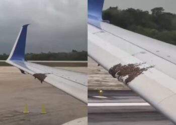 Enjambre de abejas retrasa vuelo de Cancún a EU