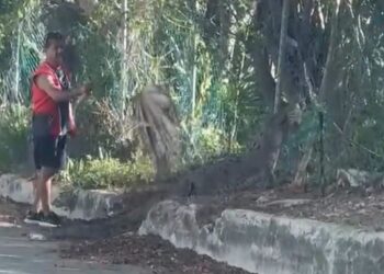 Captan a ciudadano intentando ahuyentar a enorme cocodrilo con una rama en Cancún (VIDEO)