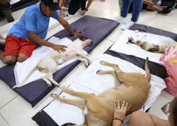 Realizan 100 esterilizaciones gratuitas en la Supermanzana 252