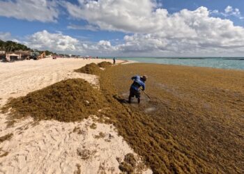 SARGAZO «AHOGA» A TULUM: Pide regidor emitir declaratoria de emergencia