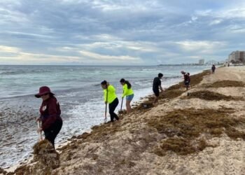 Cancún se alista para el pico de sargazo; prevén arribo masivo en agosto y septiembre 3 Cancún se alista para el pico de sargazo; prevén arribo masivo en agosto y septiembre