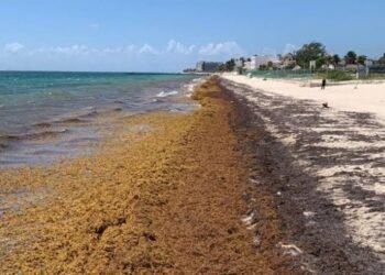 EN 5 MESES: Suman 50 mil toneladas de sargazo recolectadas en QR