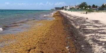 EN 5 MESES: Suman 50 mil toneladas de sargazo recolectadas en QR