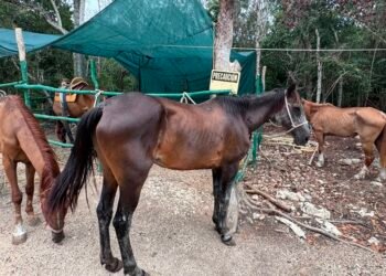 Rescatan a 12 caballos maltratados y desnutridos de parque temático en Tulum