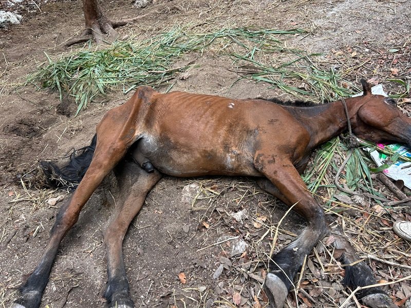 MALTRATO ANIMAL: Denuncian caballos lesionados en parque turístico de Tulum 3 WhatsApp Image 2026 06 02 at 9.26.01 AM 2
