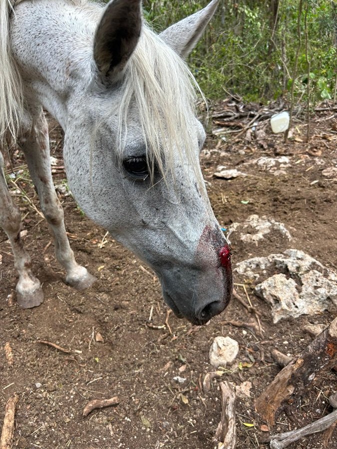 MALTRATO ANIMAL: Denuncian caballos lesionados en parque turístico de Tulum 4 WhatsApp Image 2026 06 02 at 9.26.01 AM 3
