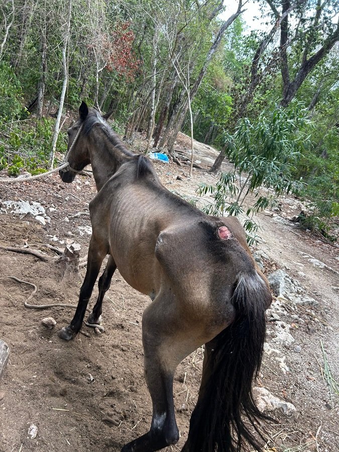 MALTRATO ANIMAL: Denuncian caballos lesionados en parque turístico de Tulum 1 WhatsApp Image 2026 06 02 at 9.26.02 AM 1