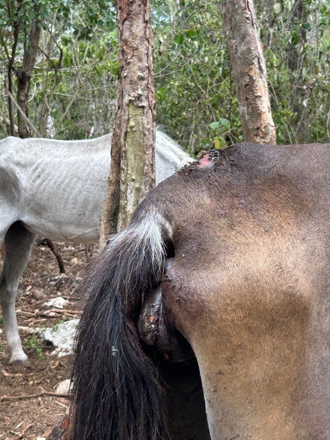 MALTRATO ANIMAL: Denuncian caballos lesionados en parque turístico de Tulum 2 WhatsApp Image 2026 06 02 at 9.26.02 AM