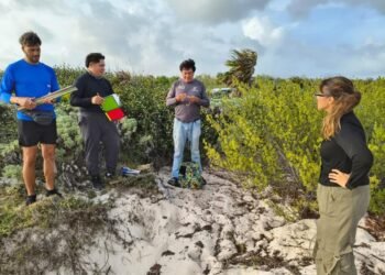 COZUMEL: Registran 49 nidos de tortuga marina en Punta Sur