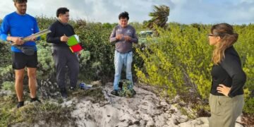 COZUMEL: Registran 49 nidos de tortuga marina en Punta Sur