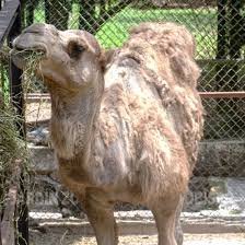 ZOOLÓGICO PAYO OBISPO: Muere “El Güero”, emblemático dromedario de Chetumal