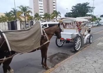 CALESEROS EN COZUMEL: Escala conflicto entre empresas por espacios turísticos