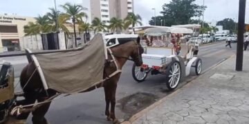 CALESEROS EN COZUMEL: Escala conflicto entre empresas por espacios turísticos